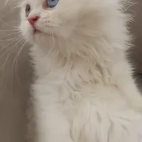 بچه گربه پرشین