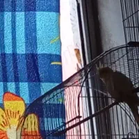 عروس ماده لوتیو