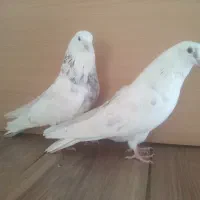 2 تا نر خوش خال و خوش استیل از نسل   پرشی