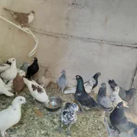 کفتر .کبوتر 24عدد