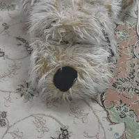 عروسک پشمالو|اسباب‌‌بازی|اسلام‌شهر, مظفریه|دیوار