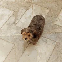 سگ پاکوتاه خونگی