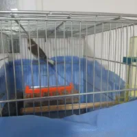 سهره مست متنو بخانید