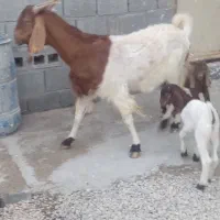 ۳ عدد بز درجه یک خوب|حیوانات مزرعه|خورموج, |دیوار