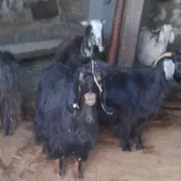 بز اصیل|حیوانات مزرعه|چرداول, |دیوار