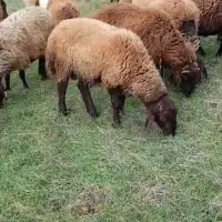 بره نر همووچند قلو زا خالص.|حیوانات مزرعه|خدا آفرین, |دیوار