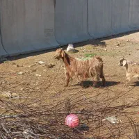 بز بزغاله دار