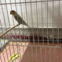 عروس هلندی طوطی کتوله|پرنده|زرند, |دیوار