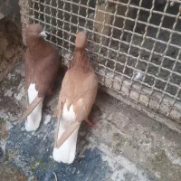 کبوتر دمسفید