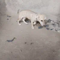 سگ پاکوتاه|سگ|نیشابور, شهرک فرهنگیان|دیوار