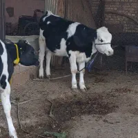 گاو وگوساله سمیتال درجه یک ونوبر هلشتاین|حیوانات مزرعه|خرمآباد, |دیوار