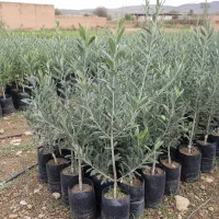 جشنواره خــرید نهال زیتون زودبازده، فقط برای امروز|گل و گیاه طبیعی|اصفهان, آفاران|دیوار