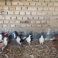 کبوتر آلمانی و رنگی ساده|پرنده|گنبد کاووس, |دیوار