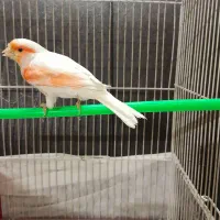 قناری نر شاه تخم