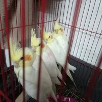 مرغ عروس و جوجه