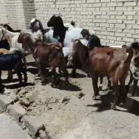 بز در شادکان الفلاحیه