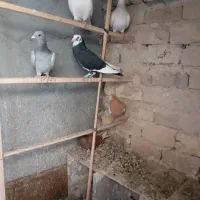 کبوتر