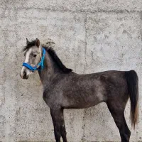 نریون شورش شریف