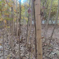 فروش نهال گردو