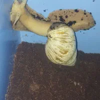 فرو ش حلزون آلبینو قیمت 400 هزار تومان