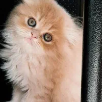 گربه های اشرافی|گربه|صدرا-فارس, فاز ۱|دیوار