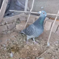 کفتر.|پرنده|خوسف, |دیوار