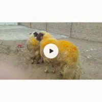 قوچ سنجابی درجه 1