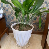 گل عبایی 2 گلدان