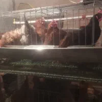 مرغ تخمگذار