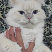 گربه پرشین اسکاتیش