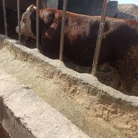 گوساله نر سیمینتال گوشتی