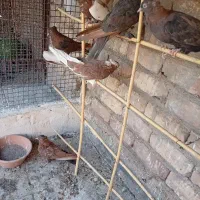 کبوتر سرخ|پرنده|ساوه, |دیوار