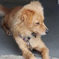 سگ پاکوتاه اشپیتز روباهی|سگ|تنکابن, |دیوار