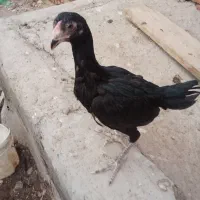 جوجه لاری