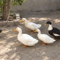 اردک و جوجه