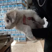 سگ گلدن|سگ|اسلام‌شهر, شهرک محمدیه|دیوار