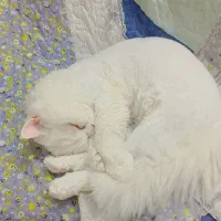 گربه پرشین فلت نر دم روباهی|گربه|تهران, زرکش|دیوار