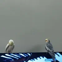 عروس هلندی|پرنده|تهران, جوادیه|دیوار