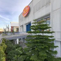 کارگر ساده آقا