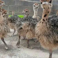 فروش جوجه شترمرغ|حیوانات مزرعه|راور, |دیوار