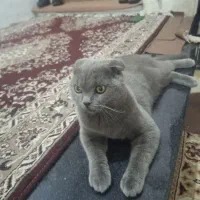 گربه اسکاتیش یک سال معاوضه پی اس|گربه|سیرجان, |دیوار