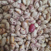 لوبیا چیتی کپسولی