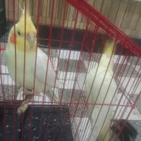 عروس هلندی|پرنده|دهلران, |دیوار