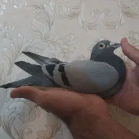 نر شجره دار در رده ماراتون توضیحات کامل بخون