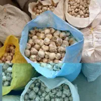 خریدار موسیر پیازی