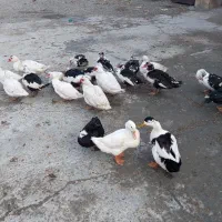 فروش اردک رشت|حیوانات مزرعه|نقده, |دیوار