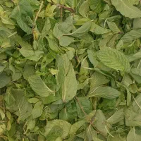 خانم برای سبزی پاک کردن و شستن سبزی در کارگاه