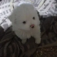 توله  پامرین ناز