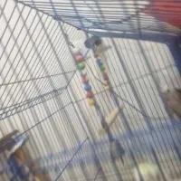 عروس هلندی|پرنده|قم, باجک یک|دیوار