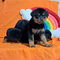 سگهای گارد کنکورسو ماستیف ، روتفایلر،ژرمن، دوبرمن|سگ|صفادشت, |دیوار